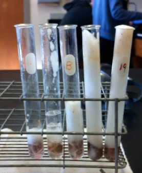 the effect of ph on enzyme activity lab